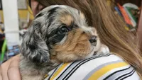 Cutlet, a female Poodle - Miniature  and Miniature Bernedoodle for sale in San Marcos, CA – 2 of 7