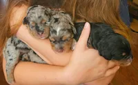 Briskit, a female Poodle - Miniature  and Miniature Bernedoodle for sale in San Marcos, CA – 4 of 4