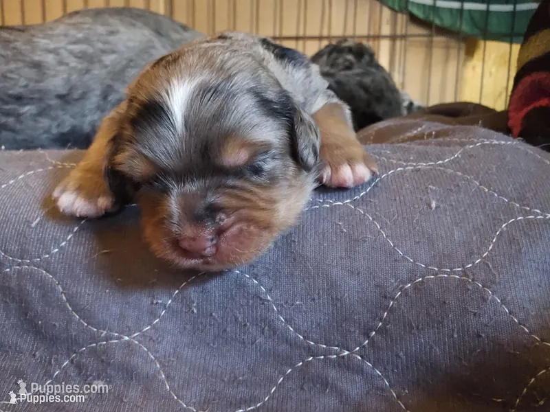 Cutlet – Poodle - Miniature , Miniature Bernedoodle puppy for sale in San Marcos, CA