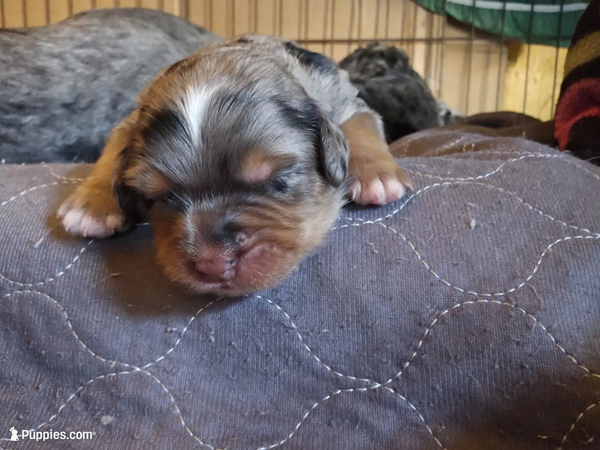 Cutlet, a female Poodle - Miniature  and Miniature Bernedoodle for sale in San Marcos, CA – 1 of 4