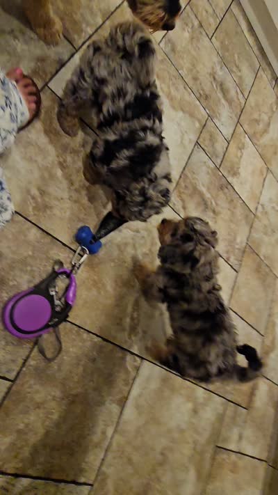 Briskit, a female Poodle - Miniature  and Miniature Bernedoodle for sale in San Marcos, CA – 3 of 7