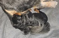 Sir-Loin, a male Poodle - Toy  and Miniature Bernedoodle for sale in San Marcos, CA – 4 of 4