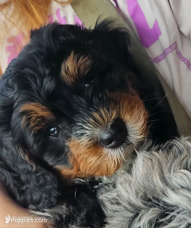 Sir-Loin – Poodle - Toy , Miniature Bernedoodle puppy for sale in San Marcos, CA