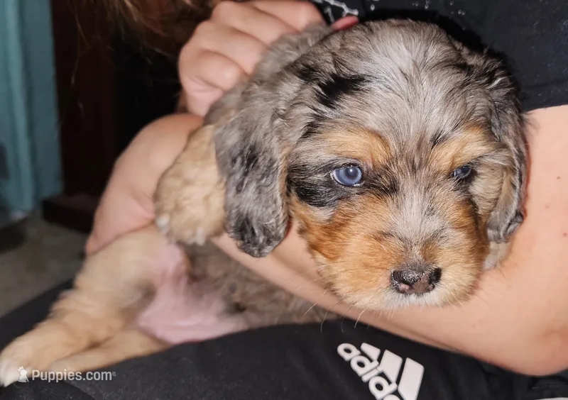 Cutlet – Poodle - Miniature , Miniature Bernedoodle puppy for sale in San Marcos, CA