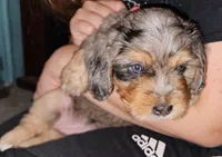 Cutlet, a female Poodle - Miniature  and Miniature Bernedoodle for sale in San Marcos, CA – 1 of 7