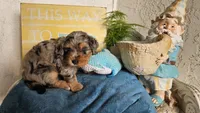 Cutlet, a female Poodle - Miniature  and Miniature Bernedoodle for sale in San Marcos, CA – 3 of 7