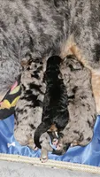 Briskit, a female Poodle - Miniature  and Miniature Bernedoodle for sale in San Marcos, CA – 3 of 4