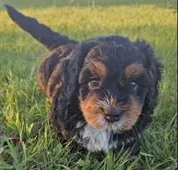 Sir-Loin, a male Poodle - Toy  and Miniature Bernedoodle for sale in San Marcos, CA – 2 of 6