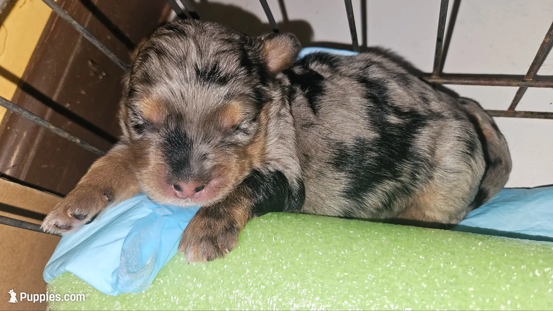 Briskit, a female Poodle - Miniature  and Miniature Bernedoodle for sale in San Marcos, CA – 2 of 4