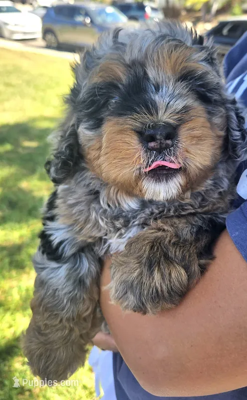 Briskit – Poodle - Miniature , Miniature Bernedoodle puppy for sale in San Marcos, CA