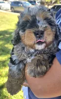 Briskit, a female Poodle - Miniature  and Miniature Bernedoodle for sale in San Marcos, CA – 1 of 7
