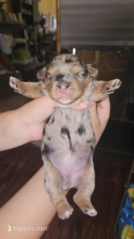 Briskit – Poodle - Miniature , Miniature Bernedoodle puppy for sale in San Marcos, CA