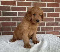 Kobi, a male Miniature Goldendoodle for sale in Dundee, OH – Photo 3 of 4