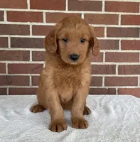 Kobi, a male Miniature Goldendoodle for sale in Dundee, OH – Photo 2 of 4