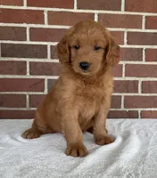 Kobi, a male Miniature Goldendoodle for sale in Dundee, OH – Photo 1 of 4