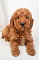 Mia, a female Miniature Goldendoodle for sale in Dundee, OH – Photo 3 of 5