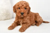 Mia, a female Miniature Goldendoodle for sale in Dundee, OH – Photo 1 of 5