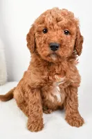Mia, a female Miniature Goldendoodle for sale in Dundee, OH – Photo 2 of 5