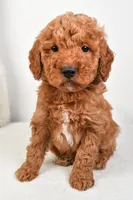 Mia, a female Miniature Goldendoodle for sale in Dundee, OH – Photo 4 of 5