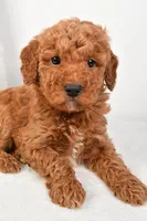 Mia, a female Miniature Goldendoodle for sale in Dundee, OH – Photo 5 of 5