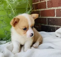 Jake, a male Pembroke Welsh Corgi for sale in Dundee, OH – Photo 4 of 5