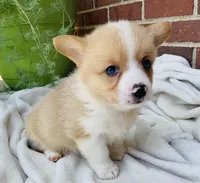 Jake, a male Pembroke Welsh Corgi for sale in Dundee, OH – Photo 3 of 5