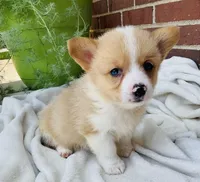 Jake, a male Pembroke Welsh Corgi for sale in Dundee, OH – Photo 1 of 5
