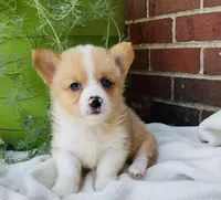 Jake, a male Pembroke Welsh Corgi for sale in Dundee, OH – Photo 5 of 5