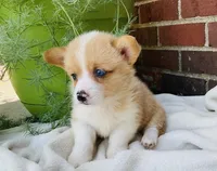 Jake, a male Pembroke Welsh Corgi for sale in Dundee, OH – Photo 2 of 5