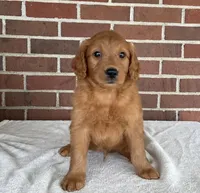 Oden, a male Miniature Goldendoodle for sale in Dundee, OH – Photo 3 of 5