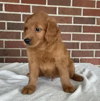 Oden, a male Miniature Goldendoodle for sale in Dundee, OH – Photo 2 of 5
