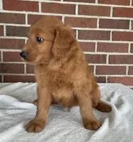 Oden, a male Miniature Goldendoodle for sale in Dundee, OH – Photo 4 of 5