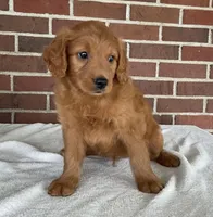 Oden, a male Miniature Goldendoodle for sale in Dundee, OH – Photo 5 of 5