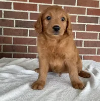 Oden, a male Miniature Goldendoodle for sale in Dundee, OH – Photo 1 of 5