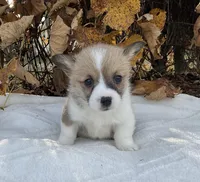 Sophie, a female Pembroke Welsh Corgi for sale in Dundee, OH – Photo 1 of 4