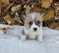 Sophie, a female Pembroke Welsh Corgi for sale in Dundee, OH – Photo 2 of 4