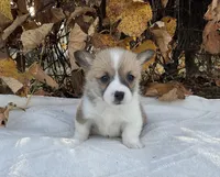 Sophie, a female Pembroke Welsh Corgi for sale in Dundee, OH – Photo 3 of 4