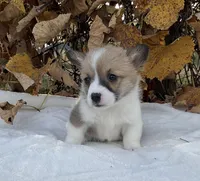 Sophie, a female Pembroke Welsh Corgi for sale in Dundee, OH – Photo 4 of 4