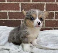 Cooper, a male Pembroke Welsh Corgi for sale in Dundee, OH – Photo 2 of 5