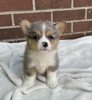 Cooper, a male Pembroke Welsh Corgi for sale in Dundee, OH – Photo 1 of 5
