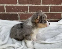 Cooper, a male Pembroke Welsh Corgi for sale in Dundee, OH – Photo 3 of 5