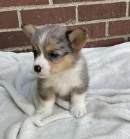 Cooper, a male Pembroke Welsh Corgi for sale in Dundee, OH – Photo 4 of 5
