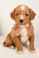 Cooper, a male Miniature Goldendoodle for sale in Dundee, OH – Photo 3 of 5