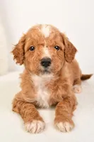 Cooper, a male Miniature Goldendoodle for sale in Dundee, OH – Photo 2 of 5