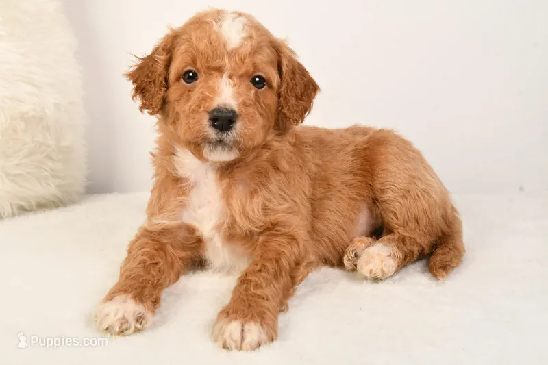 Cooper, a male Miniature Goldendoodle for sale in Dundee, OH – Photo 1 of 5