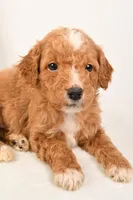 Cooper, a male Miniature Goldendoodle for sale in Dundee, OH – Photo 4 of 5