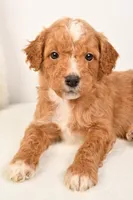 Cooper, a male Miniature Goldendoodle for sale in Dundee, OH – Photo 5 of 5