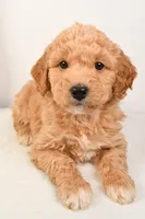 Roxy, a female Miniature Goldendoodle for sale in Dundee, OH – Photo 5 of 5