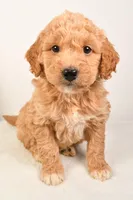 Roxy, a female Miniature Goldendoodle for sale in Dundee, OH – Photo 3 of 5