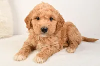 Roxy, a female Miniature Goldendoodle for sale in Dundee, OH – Photo 1 of 5